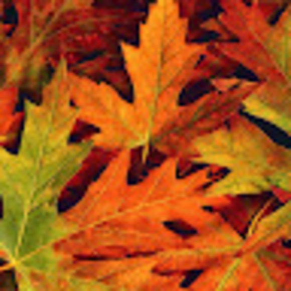 Meet your Posher, Nancy - Picture 1 of 1